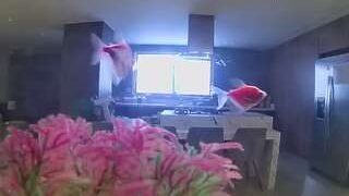 voyeurcam-casa-salsa-fishtank